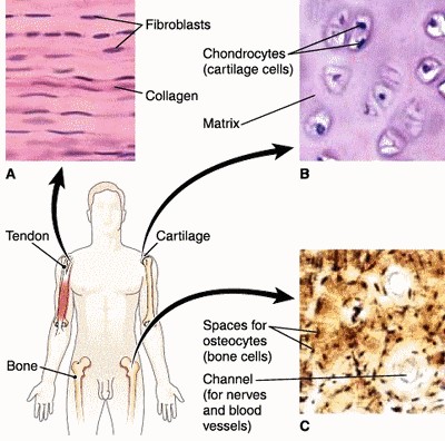 Three Types of Fibrous Connective Tissue